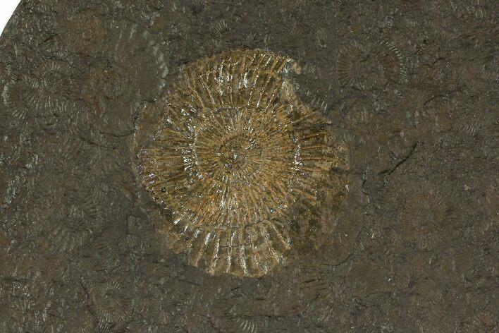 Dactylioceras Ammonite Cluster - Posidonia Shale, Germany #79318